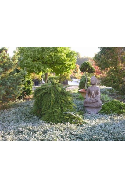 Ялина звичайна / європейська Форманек 